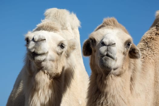 Animal portrait of white camel couple on blue background.