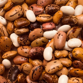 Seeds of colorful different beans, close-up photo of raw legume.