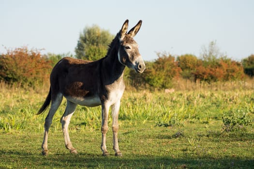 One donkey farm animal is standing on meadow or pastureland in nature.