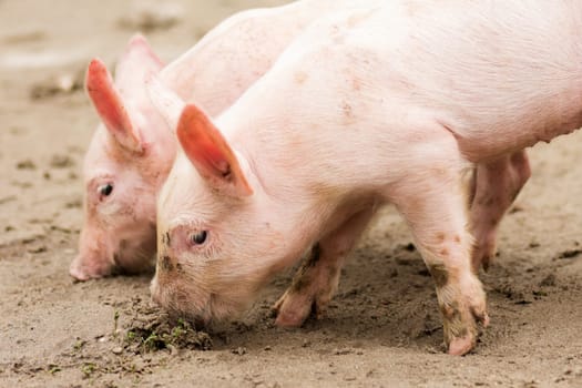 Two little pigs, farm animals on sand, swine breeding concept.
