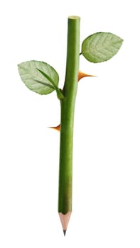 Green pencil rose stem and thorn with leaves, clipping path and alpha channel included.