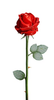 fresh red rose isolated on white background, clipping path and alpha channel included.