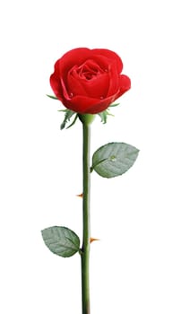 fresh red rose isolated on white background, clipping path and alpha channel included.