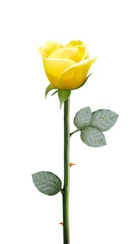 fresh yellow flower isolated on white background, clipping path and alpha channel included.