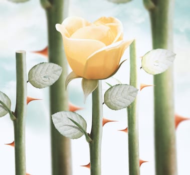 field of fresh yellow garden roses.