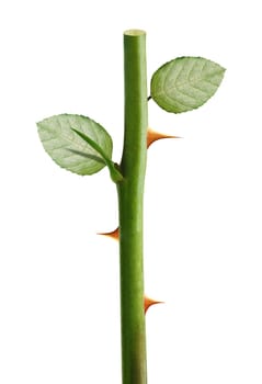 Green rose stem with yellow thorns, Rose prickles on a white background, clipping path and alpha channel included.