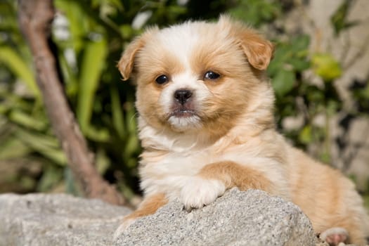 young happy puppy palying at the garden