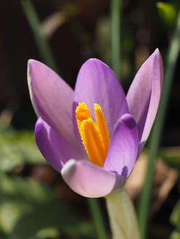 Wild crocus
