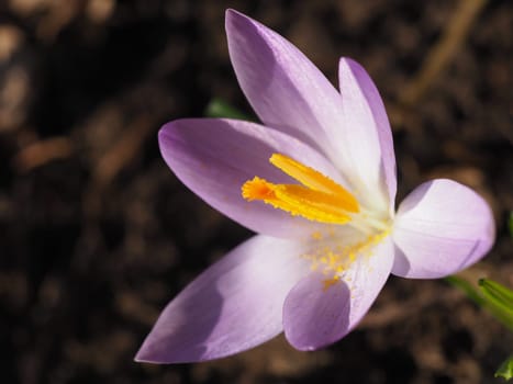 Wild crocus