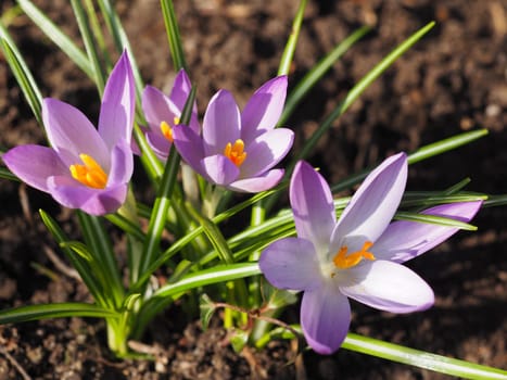 Wild crocuses