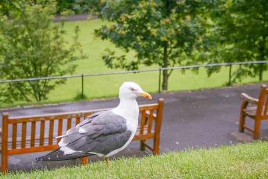 Image of seagull in Edimburgh - Scotland