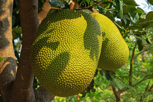 Jackfruit On Tree, close up of tropical juicy fruit