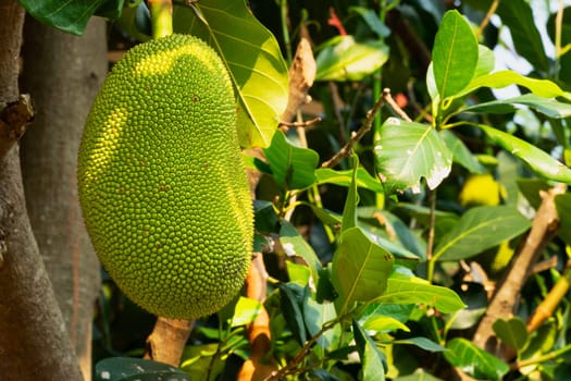 Jackfruit On Tree, close up of tropical juicy fruit