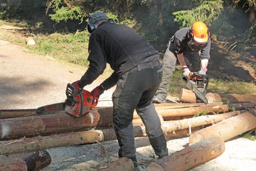 forest work