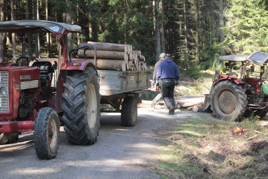 forest work