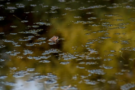 Common frog of Sardinia, present in the ponds in the summer. Its natural habitats are temperate forests, temperate shrubland, rivers, intermittent rivers, freshwater marshes, intermittent freshwater marshes, and urban areas.