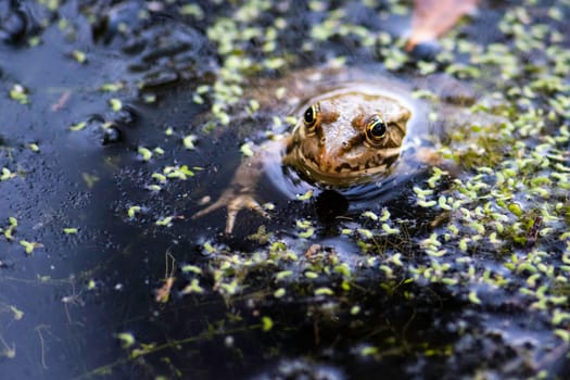 Common frog of Sardinia, present in the ponds in the summer. Its natural habitats are temperate forests, temperate shrubland, rivers, intermittent rivers, freshwater marshes, intermittent freshwater marshes, and urban areas.
