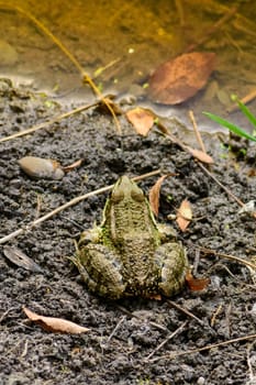 Common frog of Sardinia, present in the ponds in the summer. Its natural habitats are temperate forests, temperate shrubland, rivers, intermittent rivers, freshwater marshes, intermittent freshwater marshes, and urban areas.