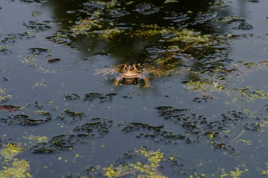 Common frog of Sardinia, present in the ponds in the summer. Its natural habitats are temperate forests, temperate shrubland, rivers, intermittent rivers, freshwater marshes, intermittent freshwater marshes, and urban areas.