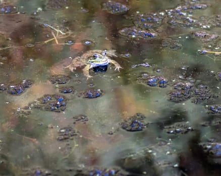 Common frog of Sardinia, present in the ponds in the summer. Its natural habitats are temperate forests, temperate shrubland, rivers, intermittent rivers, freshwater marshes, intermittent freshwater marshes, and urban areas.
