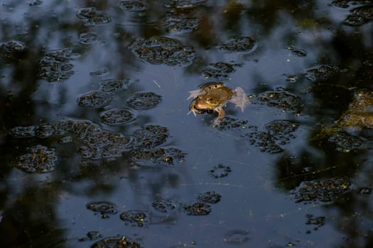 Common frog of Sardinia, present in the ponds in the summer. Its natural habitats are temperate forests, temperate shrubland, rivers, intermittent rivers, freshwater marshes, intermittent freshwater marshes, and urban areas.