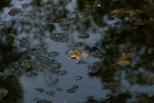 Common frog of Sardinia, present in the ponds in the summer. Its natural habitats are temperate forests, temperate shrubland, rivers, intermittent rivers, freshwater marshes, intermittent freshwater marshes, and urban areas.