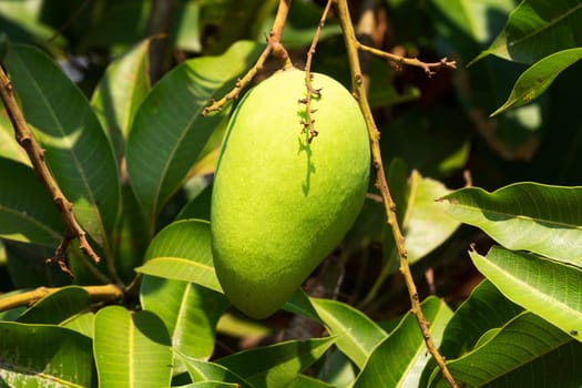 Mango Fruit Tree, close up of tropical fruit hanging on tree