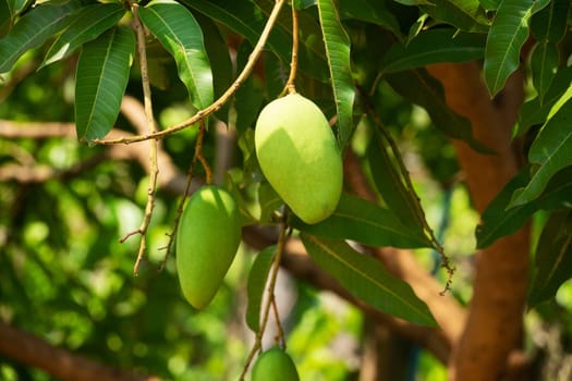 Mango Fruit Tree, close up of tropical fruit hanging on tree