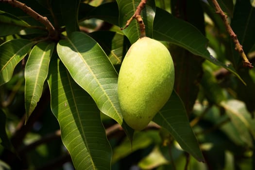 Mango Fruit Tree, close up of tropical fruit hanging on tree