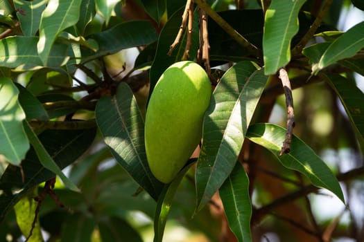 Mango Fruit Tree, close up of tropical fruit hanging on tree