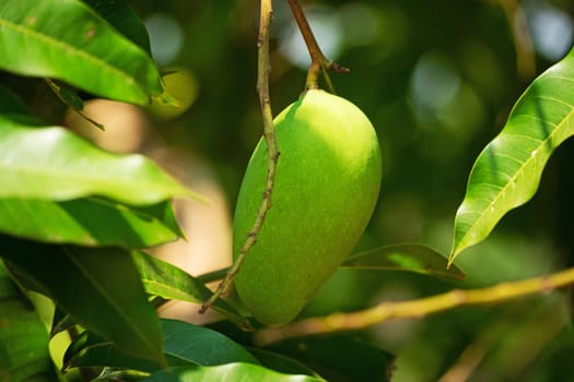 Mango Fruit Tree, close up of tropical fruit hanging on tree