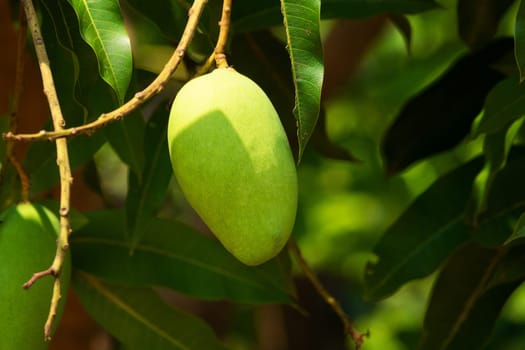 Mango Fruit Tree, close up of tropical fruit hanging on tree