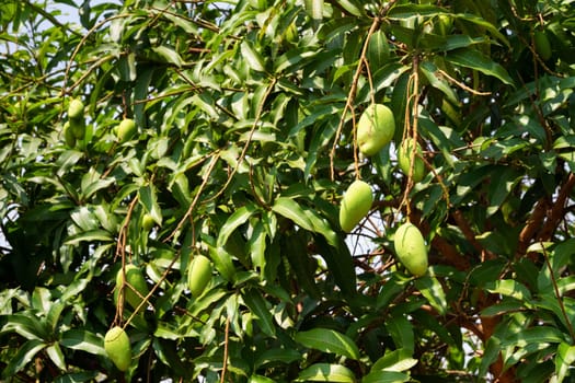 Mango Fruit Tree, close up of tropical fruit hanging on tree