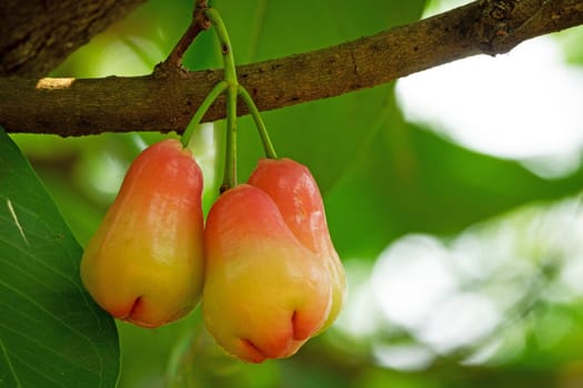 Water Apple Fruit, close up of tropical fruit hanging on tree