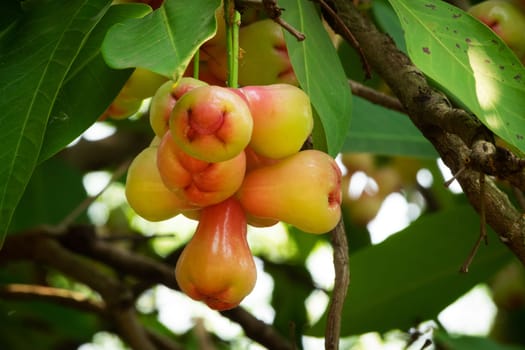 Water Apple Fruit, close up of tropical fruit hanging on tree