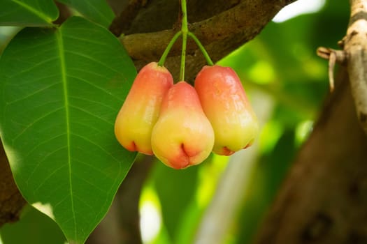 Water Apple Fruit, close up of tropical fruit hanging on tree