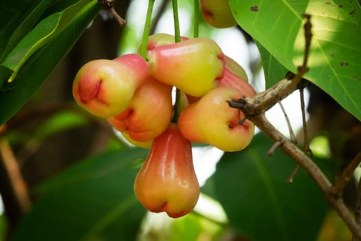 Water Apple Fruit, close up of tropical fruit hanging on tree