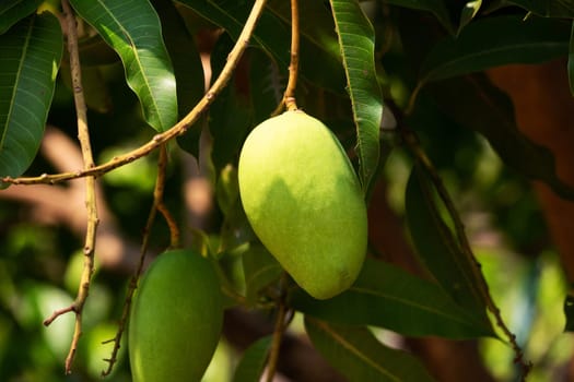 Mango Fruit Tree, close up of tropical fruit hanging on tree
