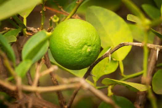 Lime Fruit On Tree, close up of citrus fruit