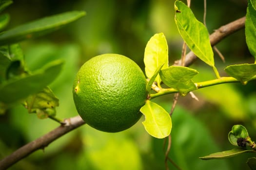 Lime Fruit On Tree, close up of citrus fruit