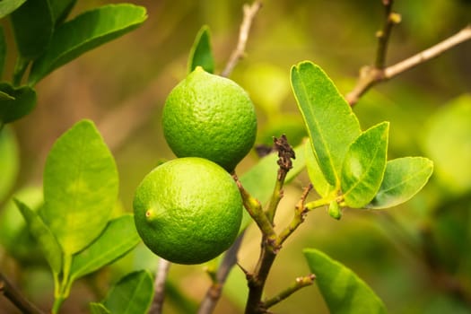 Lime Fruit On Tree, close up of citrus fruit
