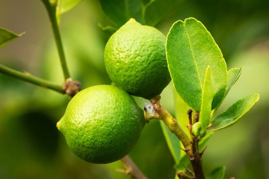 Lime Fruit On Tree, close up of citrus fruit