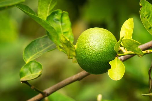Lime Fruit On Tree, close up of citrus fruit