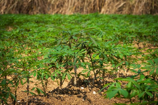 Cassava Agriculture, landscape with rows of crop