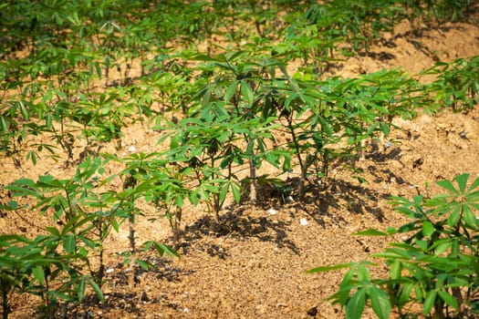 Cassava Agriculture, landscape with rows of crop