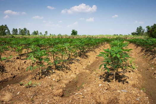 Cassava Agriculture, landscape with rows of crop