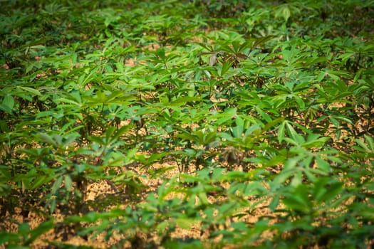 Cassava Agriculture, landscape with rows of crop