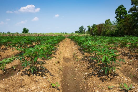 Cassava Agriculture, landscape with rows of crop
