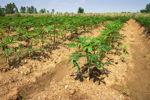 Cassava Agriculture, landscape with rows of crop