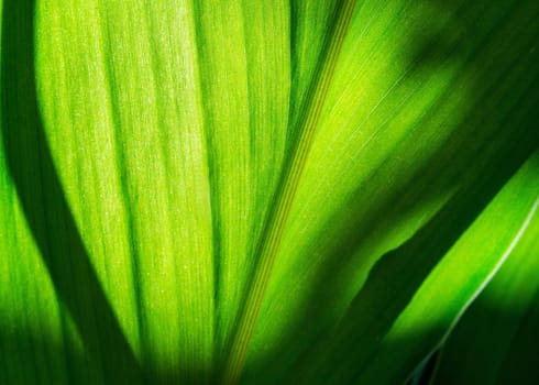 Green leaf with shadow blurred background